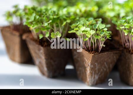 Gros plan de jeunes pousses vertes arugula avec racines dans un pot de tourbe biodégradable pour semis, prêt pour la transplantation. Jardinage, croissance dans le lit d'appoint, summ Banque D'Images