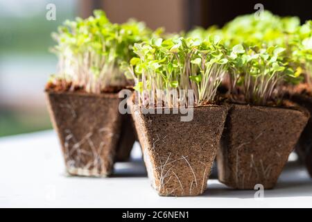 Gros plan de jeunes pousses vertes arugula avec racines dans un pot de tourbe biodégradable pour semis, prêt pour la transplantation. Jardinage, croissance dans le lit d'appoint, summ Banque D'Images