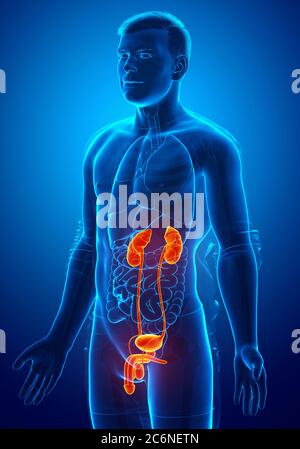 illustration médicale précise des reins et du système urinaire mis en évidence, rendue en 3d Banque D'Images