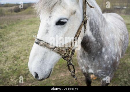 Gros plan sur White Horse. Un cheval blanc marche sur le terrain et mange de l'herbe. Banque D'Images