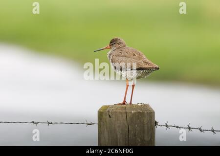 Redshank, Tringa totanus, perchée sur le poteau de la Fencepost, CLEY Marshes, Norfolk Wildlife Trust, mai Banque D'Images