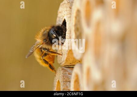 Red Mason Bee, Osmia rufa, à l'entrée du trou de nid, boîte de nid d'abeille, mai, Norfolk Banque D'Images