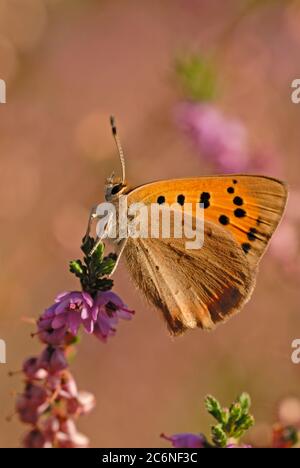 Petit papillon en cuivre, Lycaena phlaeas, sur des fleurs de bruyère, Norfolk Banque D'Images