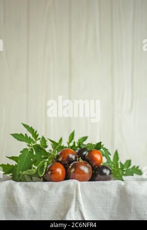 Tomates fraîches et biologiques juteuses rose indigo. Tomates avec feuilles. Tomates mûres sur fond blanc. Banque D'Images