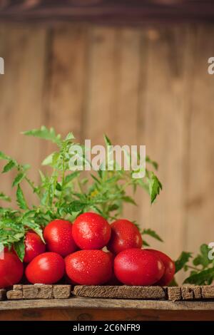 Tomates Roma juteuses fraîches et biologiques. Tomates Roma sur table Banque D'Images
