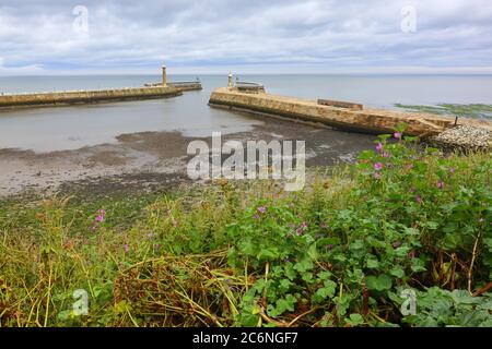 Vue en hauteur de Whitby Harbour Piers avec feuillage en premier plan et ciel nuageux, North Yorkshire, Angleterre, Royaume-Uni. Banque D'Images