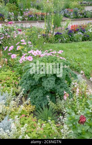 Gruenkohl Brassica oleracea convar. Acefala var. Sabellica Reflex, Kale Brassica oleracea convar. Acefala var. Sabellica Reflex Banque D'Images