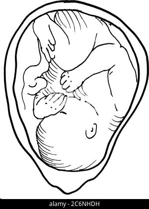 Tracé de contour vectoriel de l'embryon humain. Modèle modifiable de conception médicale Illustration de Vecteur