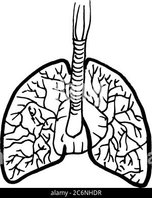 Tracé de contour vectoriel de l'organe des poumons humains. Modèle modifiable de conception médicale Illustration de Vecteur