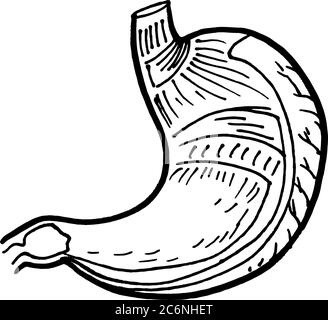 Tracé de contour vectoriel de l'organe de l'estomac humain. Modèle modifiable de conception médicale Illustration de Vecteur