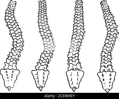 Tracé de contour vectoriel du squelette du rachis humain. Modèle modifiable de conception médicale Illustration de Vecteur