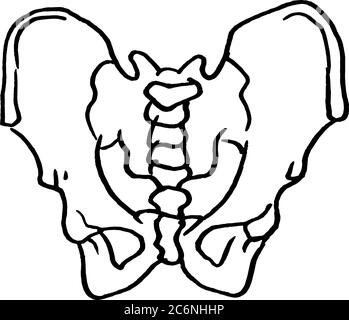 Tracé de contour vectoriel des os du bassin humain. Modèle modifiable de conception médicale Illustration de Vecteur