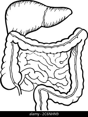 Tracé de contour vectoriel de l'intestin humain et de l'organe du foie. Modèle modifiable de conception médicale Illustration de Vecteur