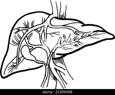 Tracé de contour vectoriel d'organe hépatique humain. Modèle modifiable de conception médicale Illustration de Vecteur