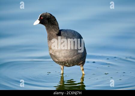 Foulque macroule (Fulica atra) Banque D'Images