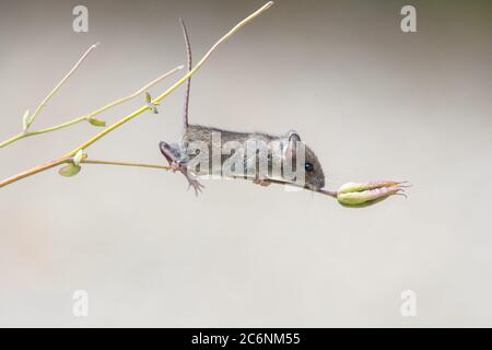 Killéarn, Stirlingshire, Écosse, Royaume-Uni. 11 juillet 2020. Météo britannique - une minuscule souris en bois grimpe à travers les plantes dans un jardin à l'avant planté pour la faune lors d'une journée nuageux avec des intervalles ensoleillés. Rampant soigneusement le long d'une tige, les bords de la souris en bois vers la tête de semis restante sur une usine aquilegia crédit: Kay Roxby/Alay Live News Banque D'Images