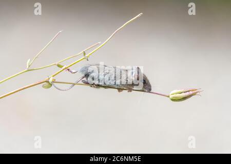 Killéarn, Stirlingshire, Écosse, Royaume-Uni. 11 juillet 2020. Météo britannique - une minuscule souris en bois grimpe à travers les plantes dans un jardin à l'avant planté pour la faune lors d'une journée nuageux avec des intervalles ensoleillés. Rampant soigneusement le long d'une tige, les bords de la souris en bois vers la tête de semis restante sur une usine aquilegia crédit: Kay Roxby/Alay Live News Banque D'Images