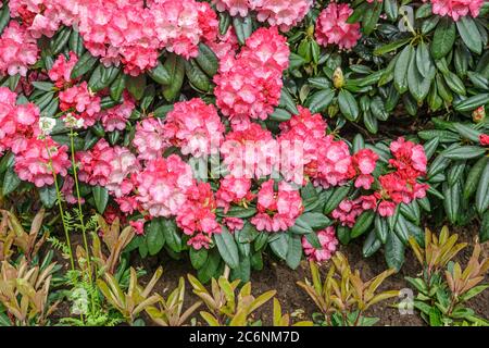 Yakushima-Rhododendron Rhododendron Fantastica, Yakushima Rhododendron Fantastica Banque D'Images