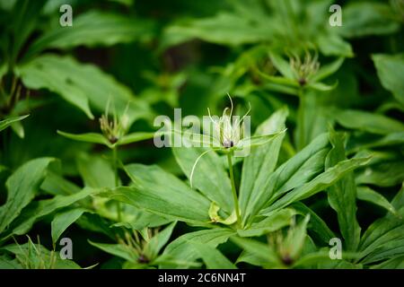 Herb-paris - Paris quadrifolia - nœud de l'amoureux vrai - Vargbær Banque D'Images