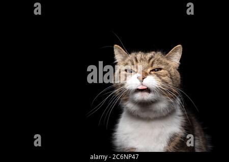 tabby blanc british shorthair chat collant hors de la langue devant le fond noir avec espace de copie Banque D'Images