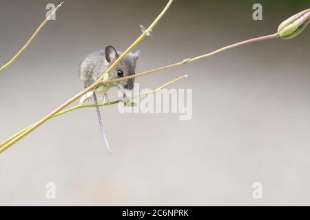 Killéarn, Stirlingshire, Écosse, Royaume-Uni. 11 juillet 2020. Météo au Royaume-Uni - une minuscule souris en bois se concentre sur une tête de semis aquilegia dans un jardin à l'avant planté pour la faune lors d'une journée nuageux avec des intervalles ensoleillés. Credit: Kay Roxby/Alay Live News Banque D'Images