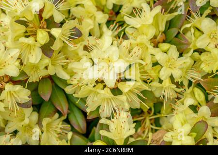 Keisukes Rhododendron Rhode Anne, Keisukes Rhododendron Princesse Anne Banque D'Images