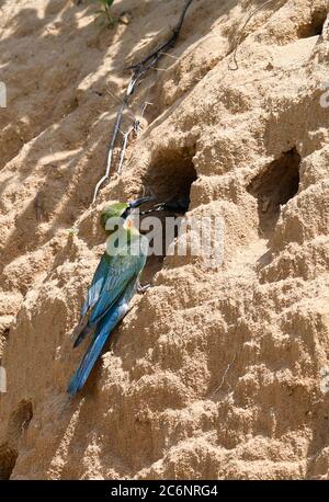 Haikou, province chinoise de Hainan. 11 juillet 2020. Un apicole adulte à queue bleue nourrit le nid dans les tronçons inférieurs de la rivière Wuyuan, à Haikou, dans la province de Hainan, au sud de la Chine, le 11 juillet 2020. Crédit: Yang Guanyu/Xinhua/Alamy Live News Banque D'Images