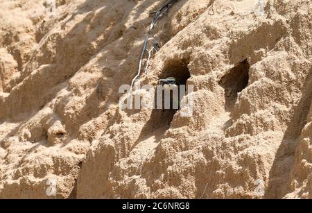 Haikou, province chinoise de Hainan. 11 juillet 2020. Un apicole à queue bleue attend de la nourriture au nid dans les tronçons inférieurs de la rivière Wuyuan à Haikou, dans la province de Hainan, au sud de la Chine, le 11 juillet 2020. Crédit: Yang Guanyu/Xinhua/Alamy Live News Banque D'Images