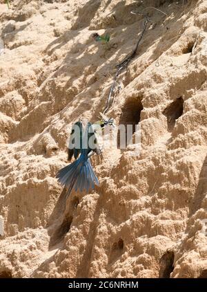 Haikou, province chinoise de Hainan. 11 juillet 2020. Un apicole adulte à queue bleue est sur le point de nourrir le nid dans les tronçons inférieurs de la rivière Wuyuan à Haikou, dans la province de Hainan, au sud de la Chine, le 11 juillet 2020. Crédit: Yang Guanyu/Xinhua/Alamy Live News Banque D'Images