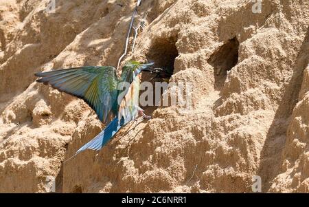 Haikou, province chinoise de Hainan. 11 juillet 2020. Un apicole adulte à queue bleue nourrit le nid dans les tronçons inférieurs de la rivière Wuyuan, à Haikou, dans la province de Hainan, au sud de la Chine, le 11 juillet 2020. Crédit: Yang Guanyu/Xinhua/Alamy Live News Banque D'Images