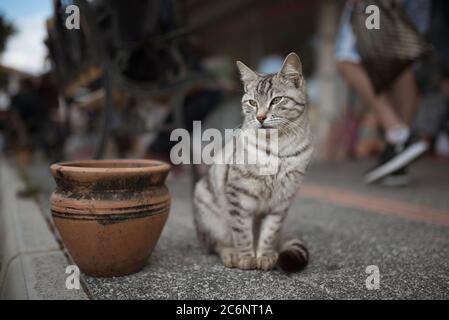 chat errant en turquie avec touriste en arrière-plan Banque D'Images