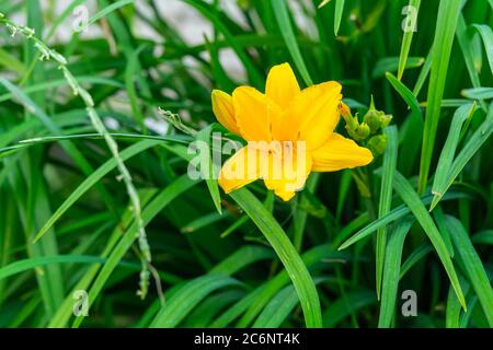 fleur jaune dayly sur fond de feuilles Banque D'Images