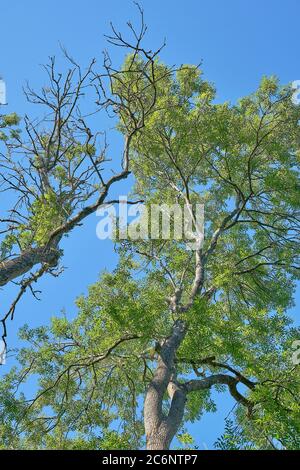 Les arbres de cendre avec des symptômes de la maladie de dépérissement des cendres Hymenoscyphus fraxineus en été Banque D'Images