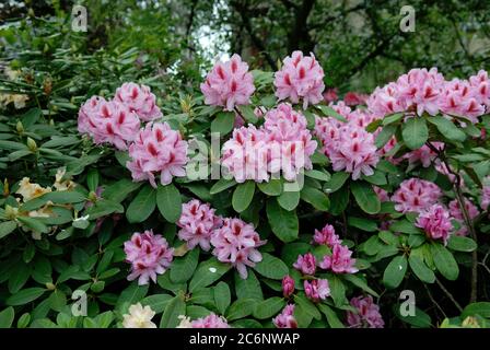 Rhododendron fille de Furnivalls, Rhododendron fille de Furnivall Banque D'Images