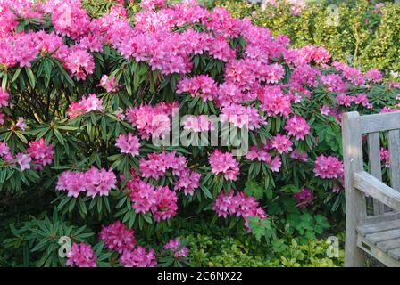 Makinoi-Alpenrose Rhododendron makinoi Rosa Perle, Makinoi-Alpenrose Rhododendron makinoi Pink Pearl Banque D'Images