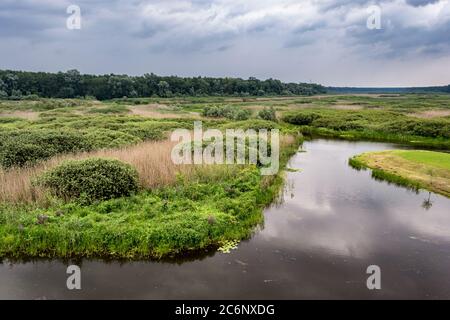 Étang d'Obedska (Obedska bara) vaste marais et forêt et réserve naturelle spéciale le long de la rivière Sava en Serbie Banque D'Images