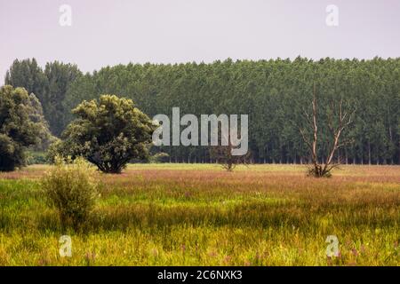 Étang d'Obedska (Obedska bara) vaste marais et forêt et réserve naturelle spéciale le long de la rivière Sava en Serbie Banque D'Images