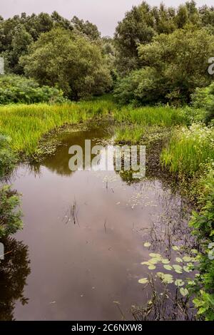 Étang d'Obedska (Obedska bara) vaste marais et forêt et réserve naturelle spéciale le long de la rivière Sava en Serbie Banque D'Images