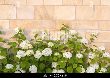 plante de hortensia en fleurs devant un tailleur de pierre Banque D'Images