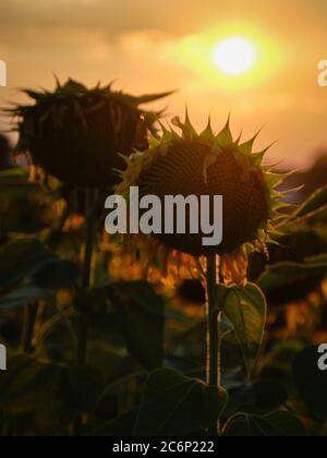 Tournesols au coucher du soleil Banque D'Images