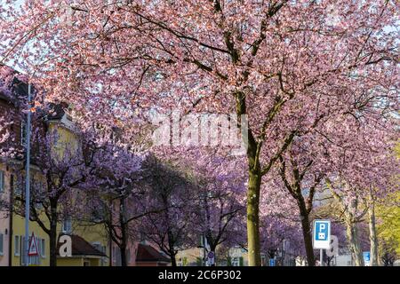 Cerisiers roses fleuris le long de la rue dans un quartier vivant à Zurich - environnement de vie amical et qualité de vie Banque D'Images