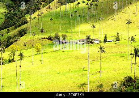 Paysage de palmiers à cire (Ceroxylon quindiuense) dans la vallée de Cocora ou Valle de Cocora en Colombie près de la ville de Salento, en Amérique du Sud Banque D'Images