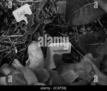 Gros plan image en noir et blanc de diverses plantes dans un jardin d'herbes à la maison avec foyer peu profond (DOF). Banque D'Images