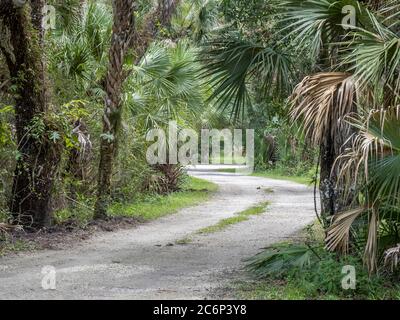 Route dans le parc national de Myakka River à Sarasota, Floride, aux États-Unis Banque D'Images