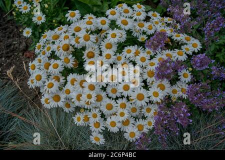 Leucanthemum vulgare, communément connu sous le nom de marguerite blanche, oxeye daisy, daisy chien Banque D'Images