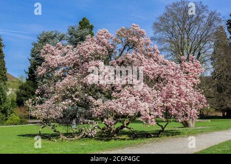 Magnolia géant en pleine fleur lors d'une journée ensoleillée de printemps Banque D'Images