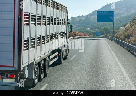 Chariot à cage transportant des porcs vivants et conduisant sur la route. Banque D'Images