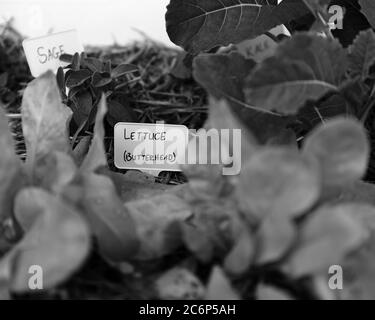 Gros plan image en noir et blanc de diverses plantes dans un jardin d'herbes à la maison avec foyer peu profond (DOF). Banque D'Images