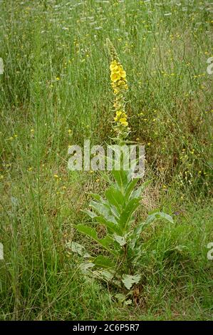 Verbascum thapsus, la grande mulléine, mulléine commune Banque D'Images