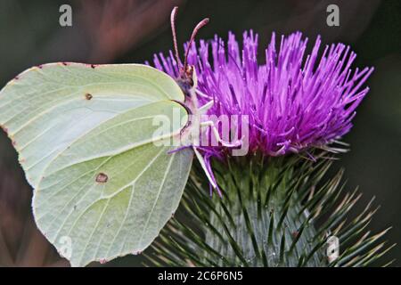 Papillon jaune pâle sur fleur de chardon violet Banque D'Images